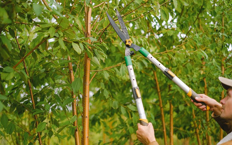 Tree trimming in Hackberry, AZ